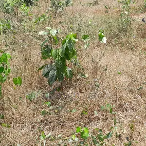 Plot for Sale at Nkroful Phastor