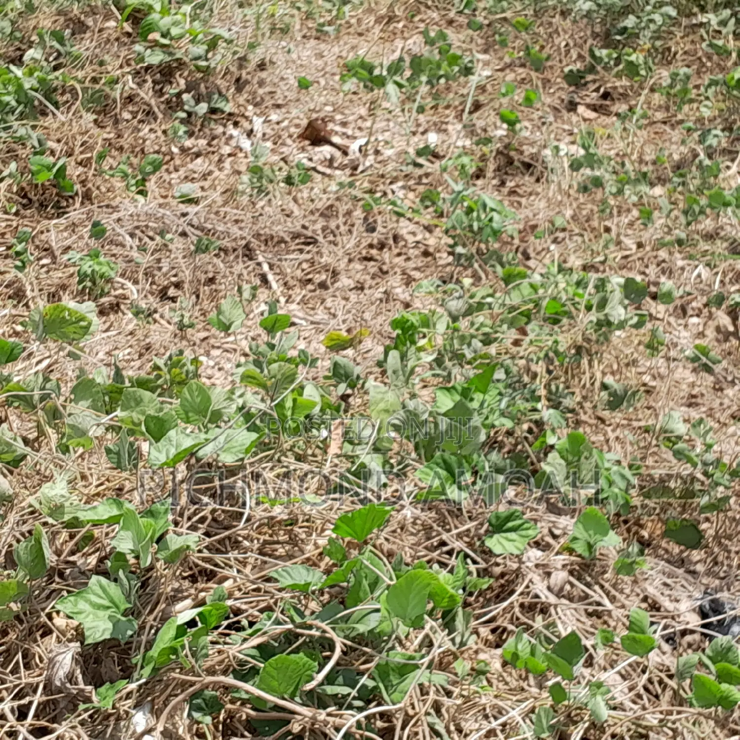 Plot for Sale at Nkroful Phastor