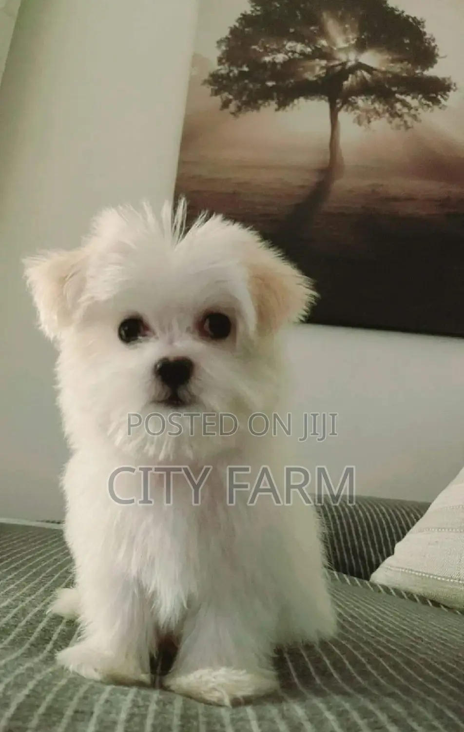 1-3 months Male Purebred Maltese