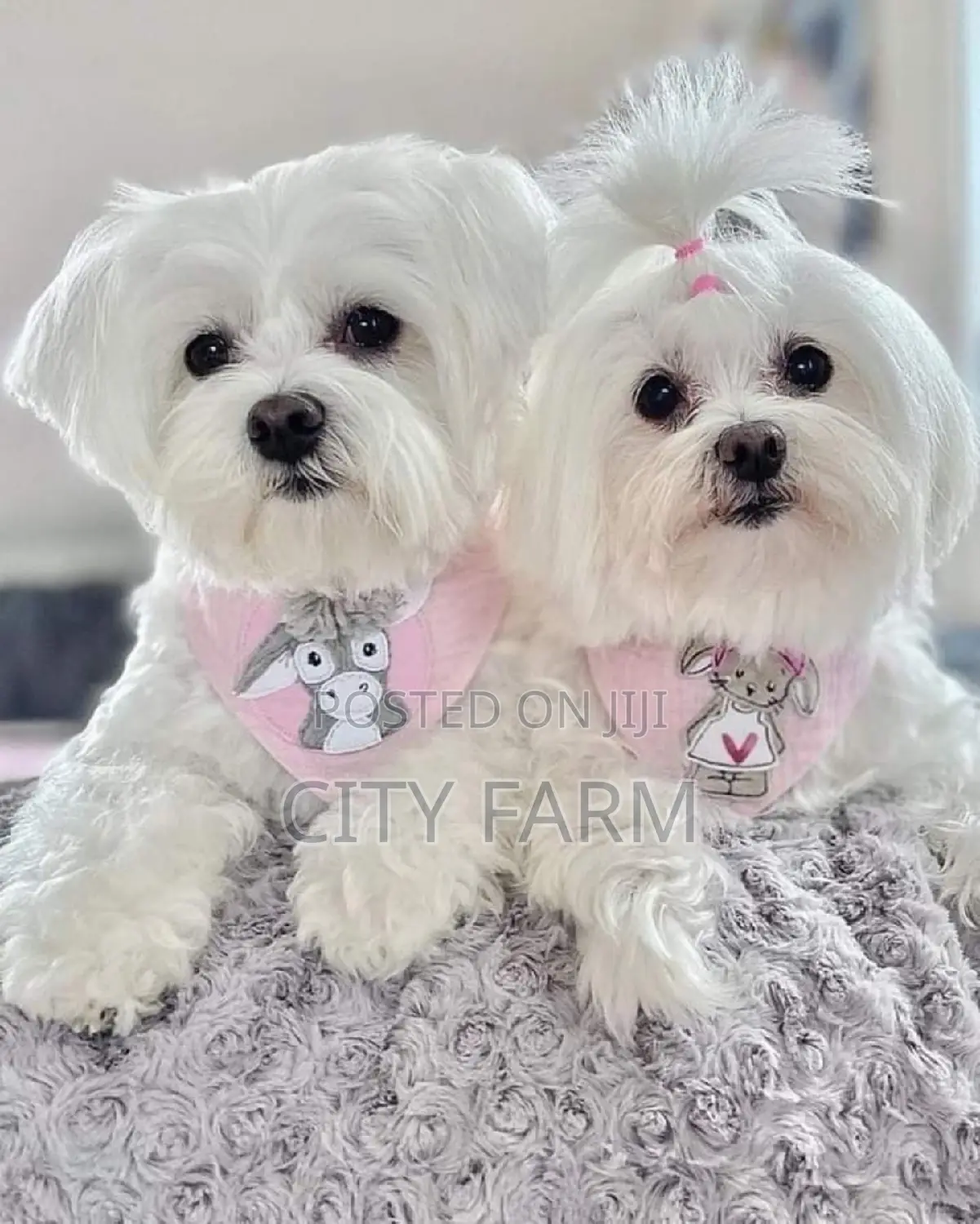 1-3 months Male Purebred Maltese