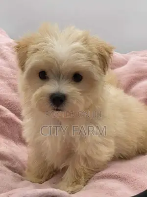 1-3 months Male Purebred Lhasa Apso