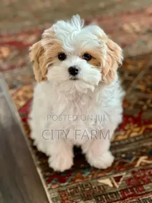 1-3 months Male Purebred Maltese