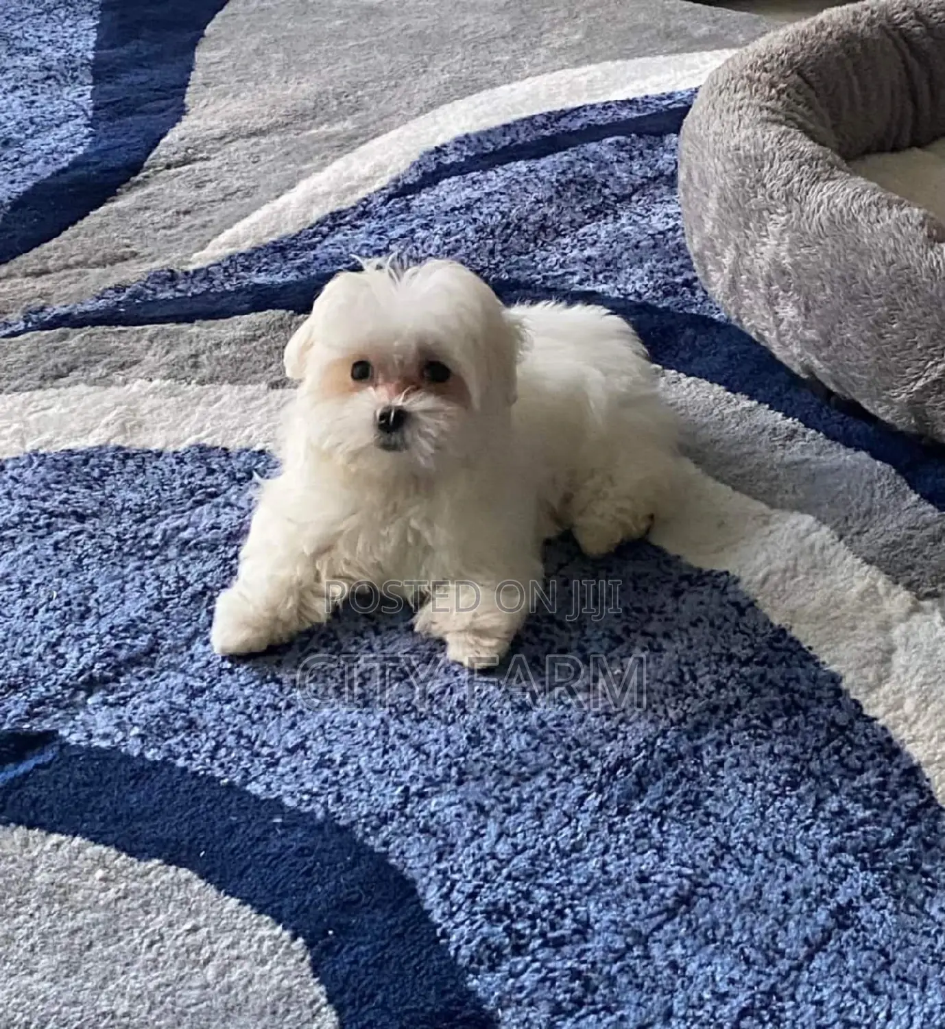 1-3 months Male Purebred Maltese