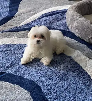 1-3 months Male Purebred Maltese