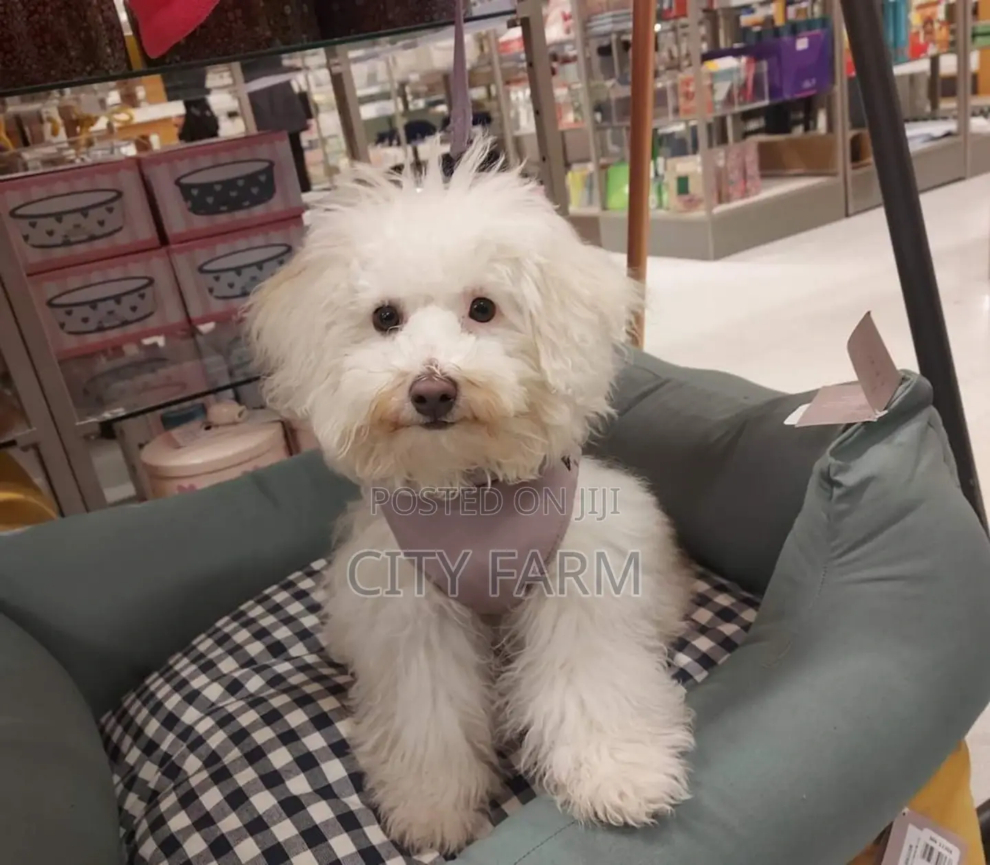 1-3 months Male Purebred Maltese