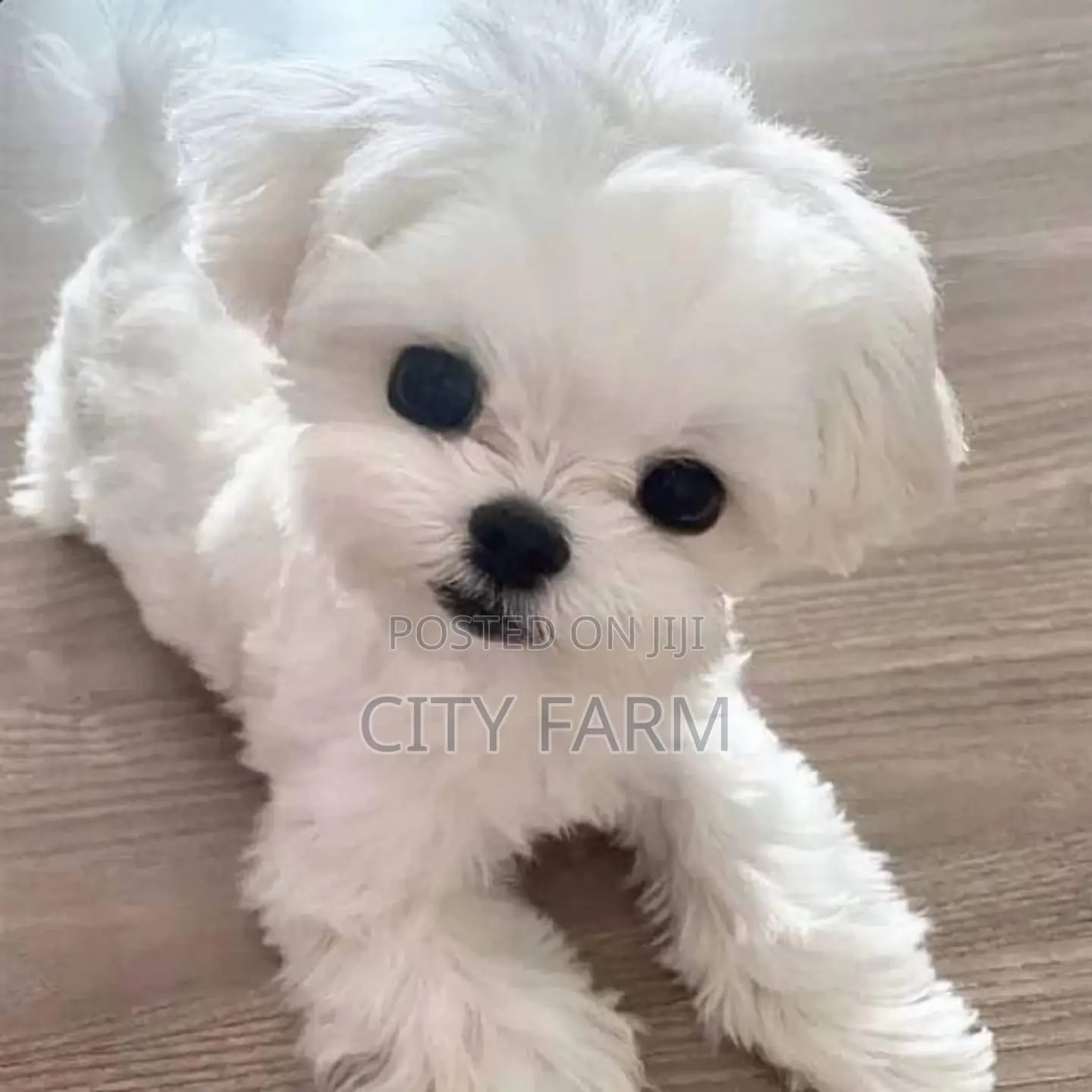 1-3 months Male Purebred Maltese