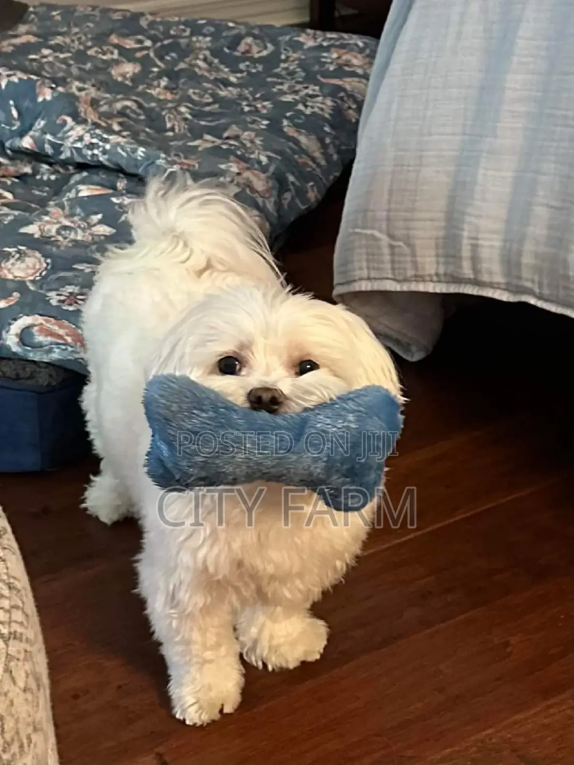 1-3 months Male Purebred Poodle