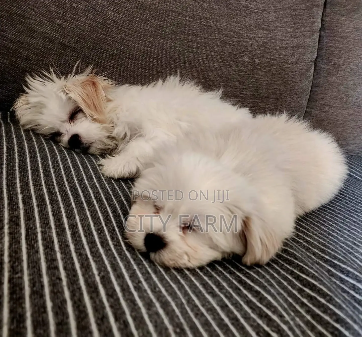 1-3 months Male Purebred Maltese
