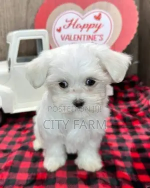 1-3 months Male Purebred Poodle