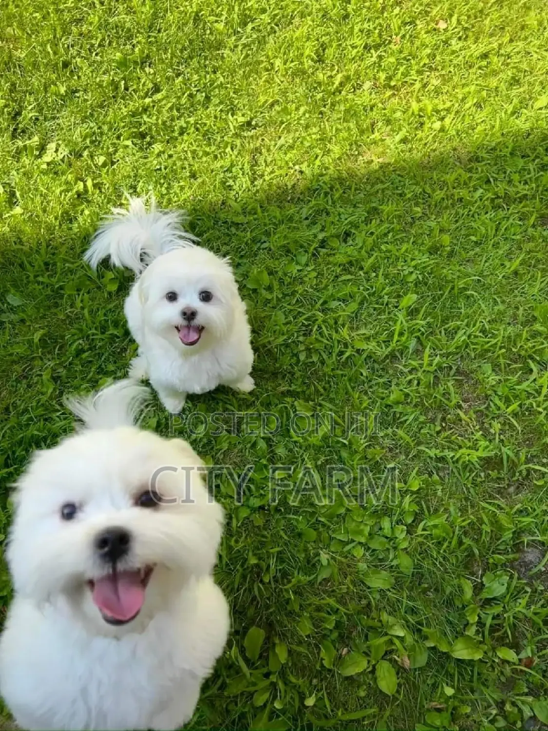 1-3 months Male Purebred Maltese
