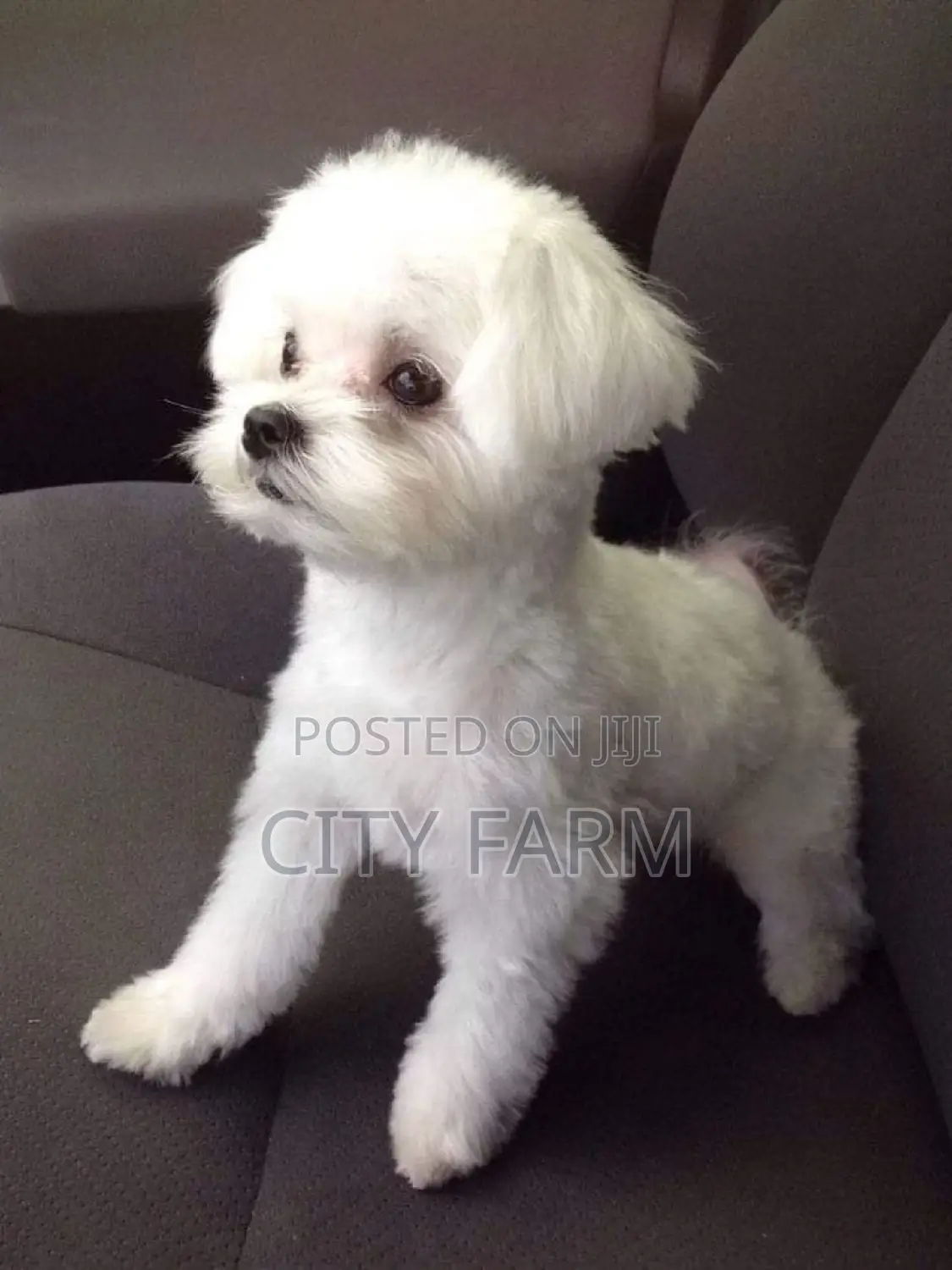 1-3 months Male Purebred Maltese
