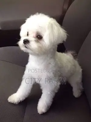 1-3 months Male Purebred Maltese