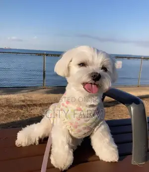1-3 months Male Purebred Maltese