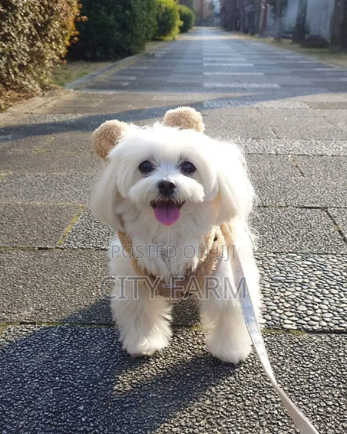 1-3 months Male Purebred Lhasa Apso