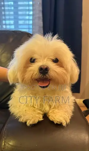 1-3 months Female Purebred Maltese