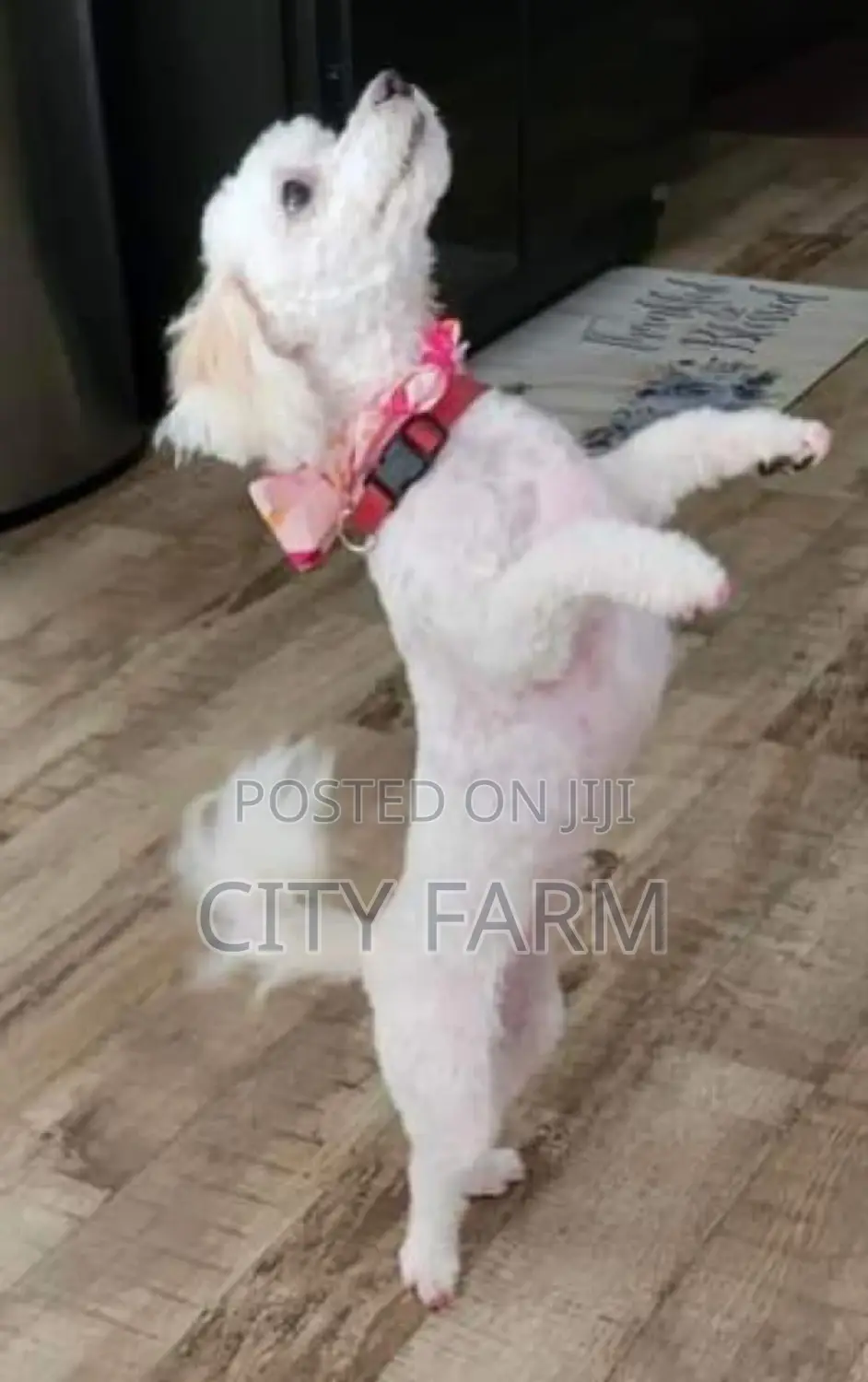 1-3 months Male Purebred Maltese