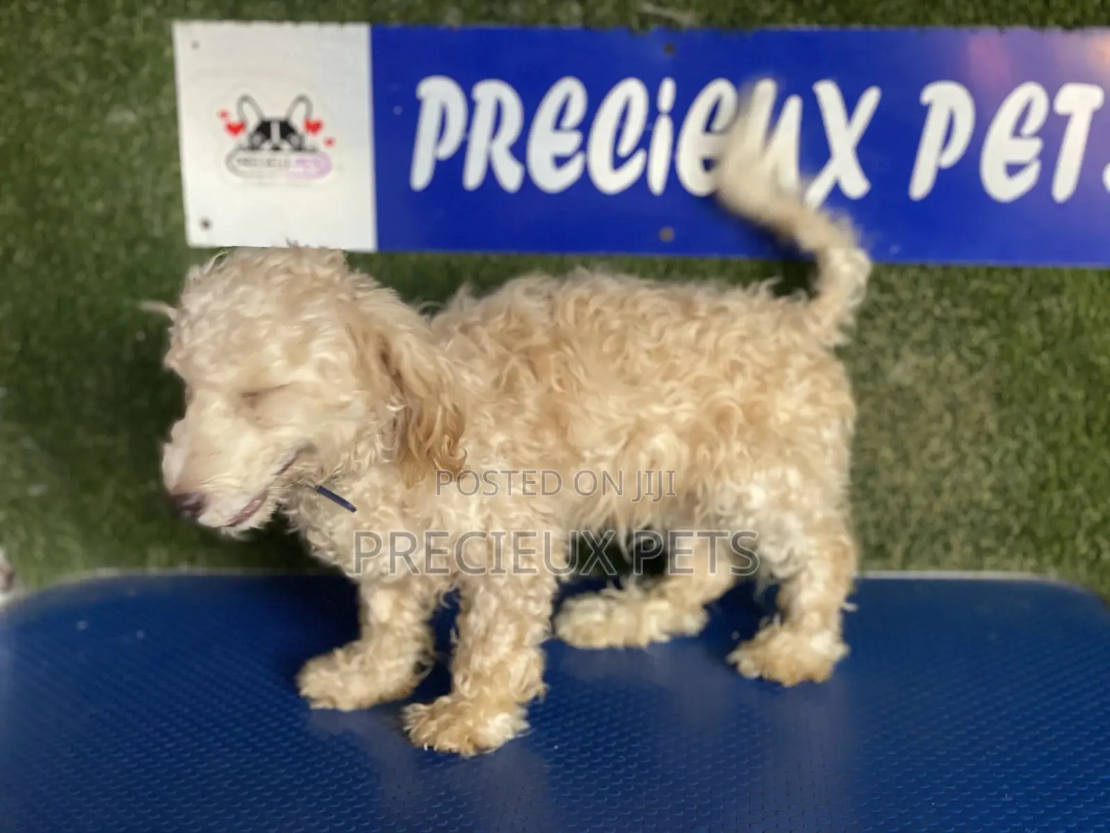 3-6 months Male Purebred Poodle
