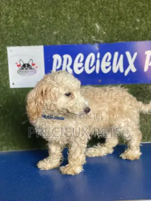 3-6 months Male Purebred Poodle