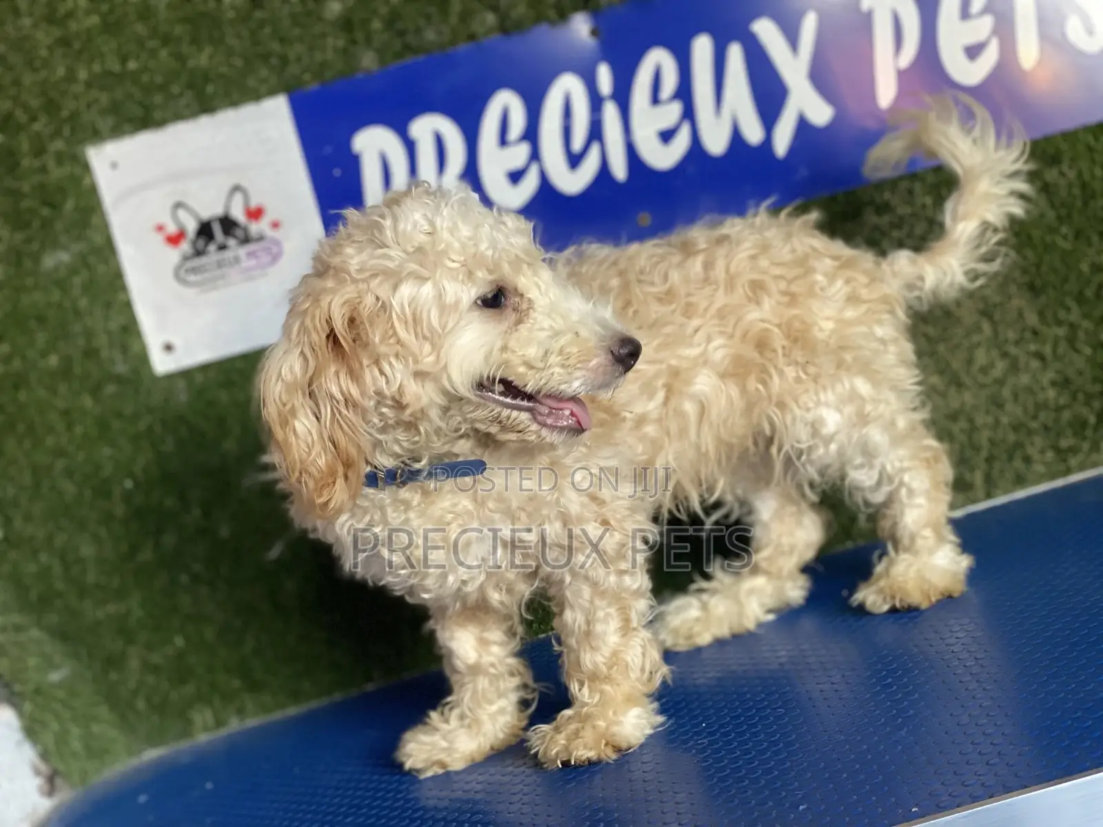 3-6 months Male Purebred Poodle