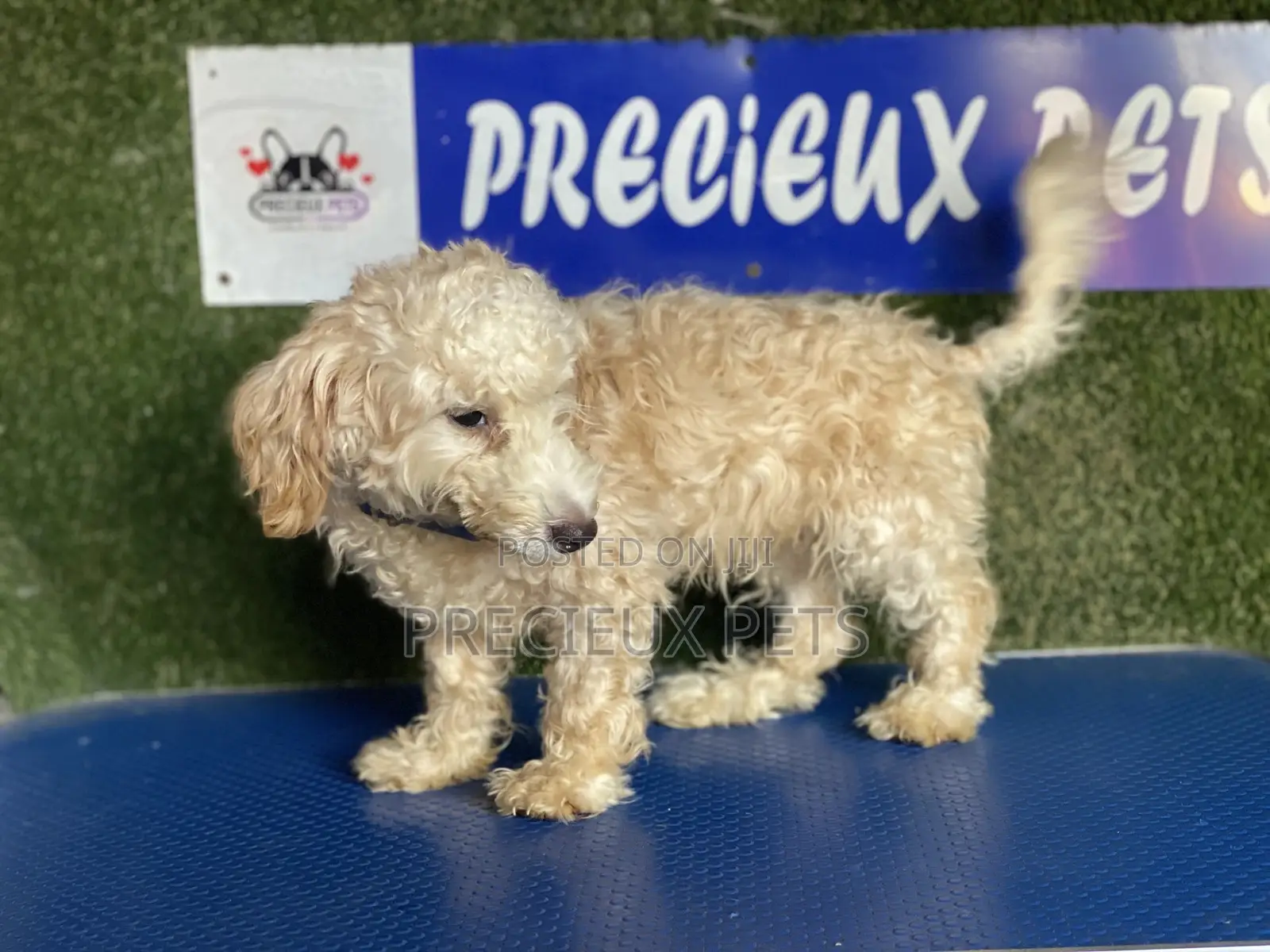 3-6 months Male Purebred Poodle