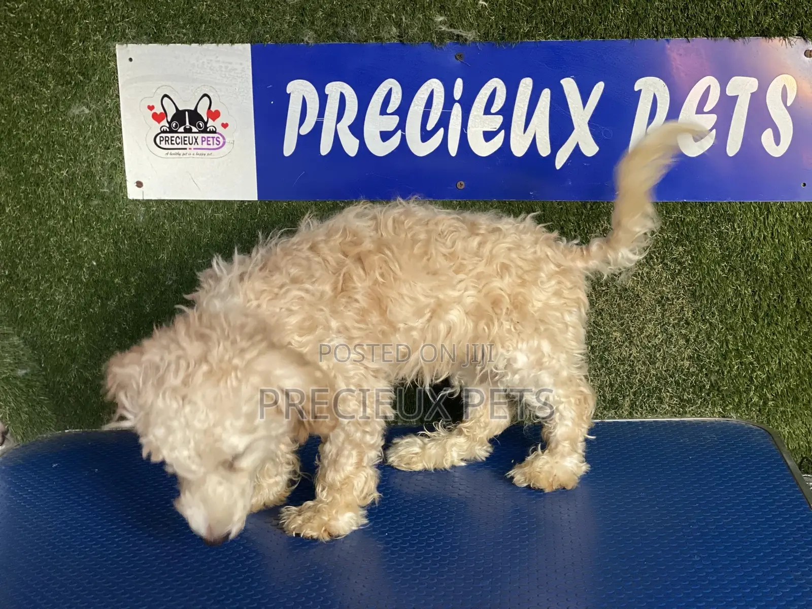 3-6 months Male Purebred Poodle