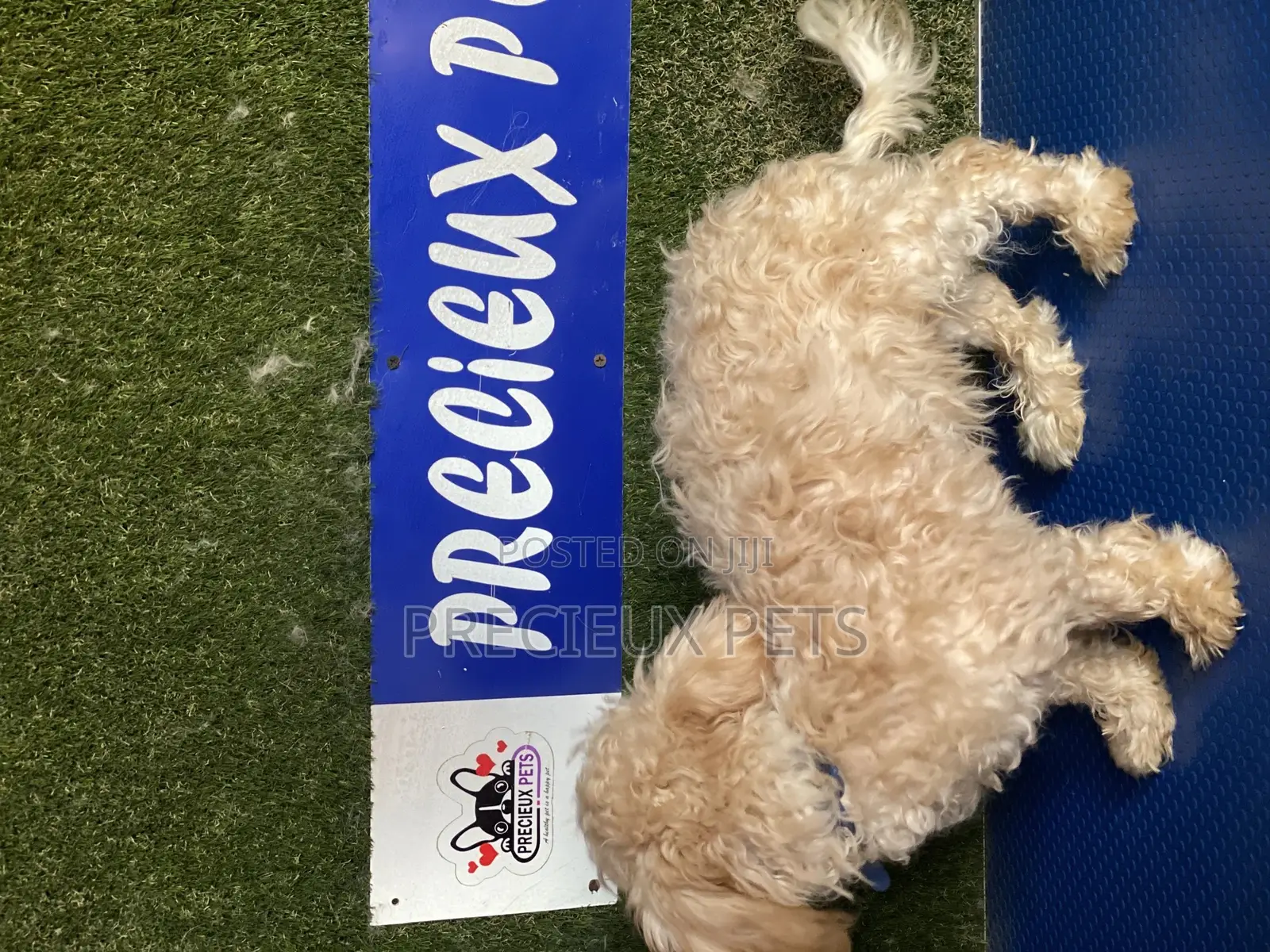 3-6 months Male Purebred Poodle