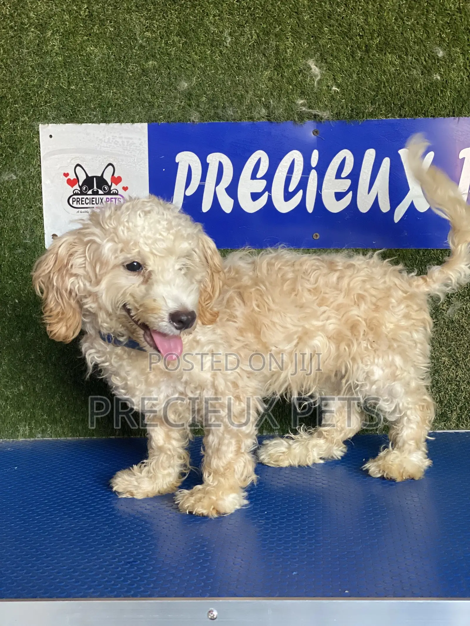 3-6 months Male Purebred Poodle