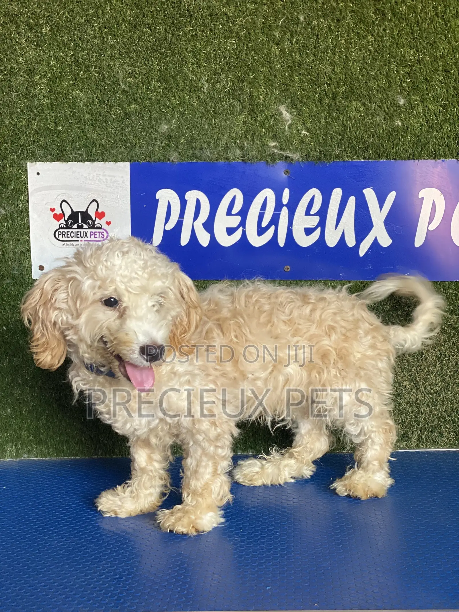 3-6 months Male Purebred Poodle