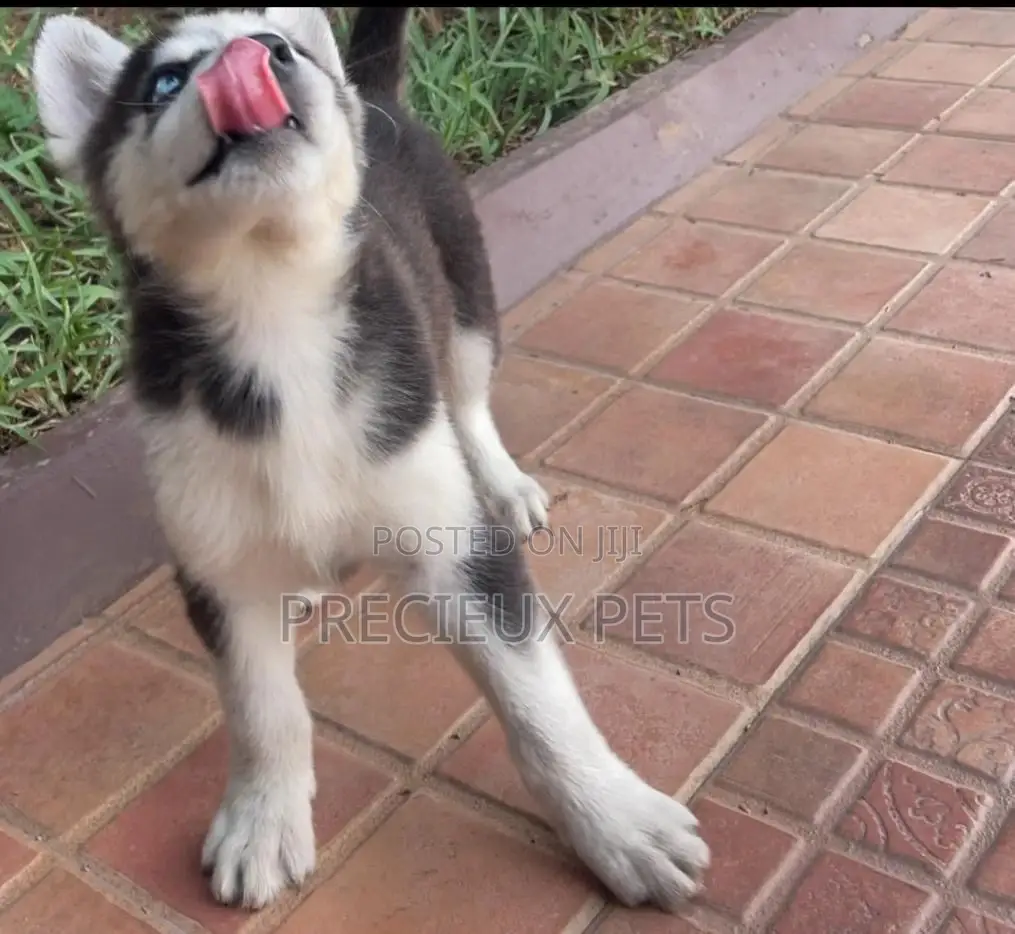 1-3 months Male Purebred Siberian Husky