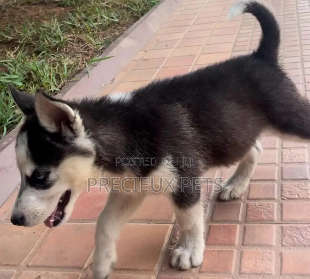 1-3 months Male Purebred Siberian Husky