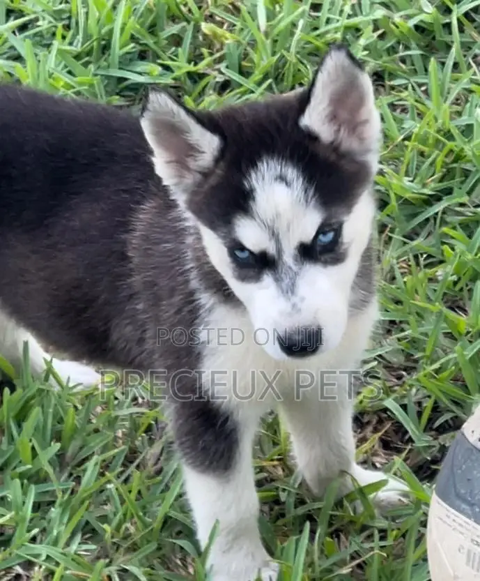 1-3 months Male Purebred Siberian Husky