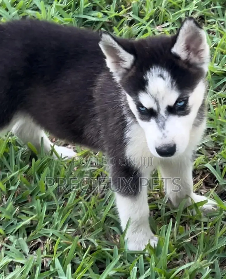 1-3 months Male Purebred Siberian Husky