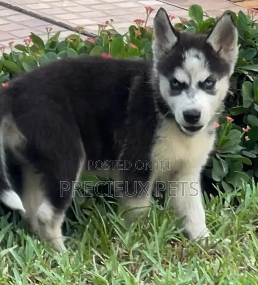 1-3 months Male Purebred Siberian Husky