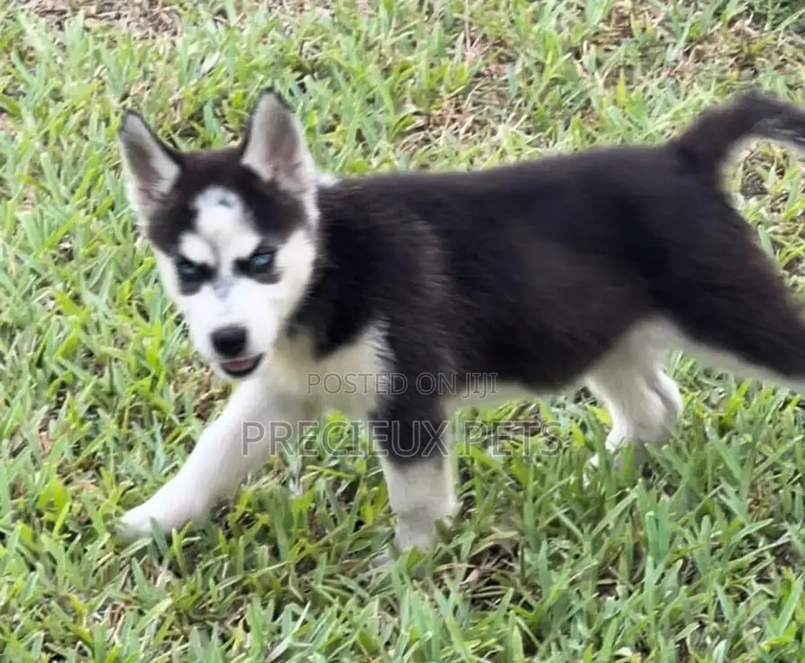 1-3 months Male Purebred Siberian Husky