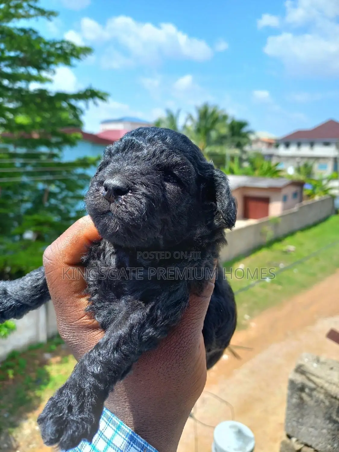 0-1 month Female Purebred Maltese