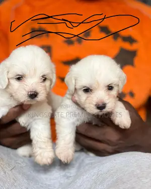 0-1 month Female Purebred Maltese