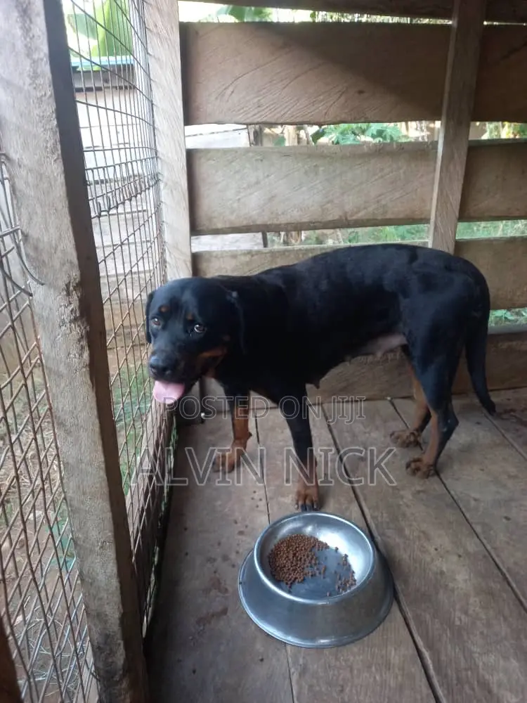 1+ year Female Purebred Rottweiler
