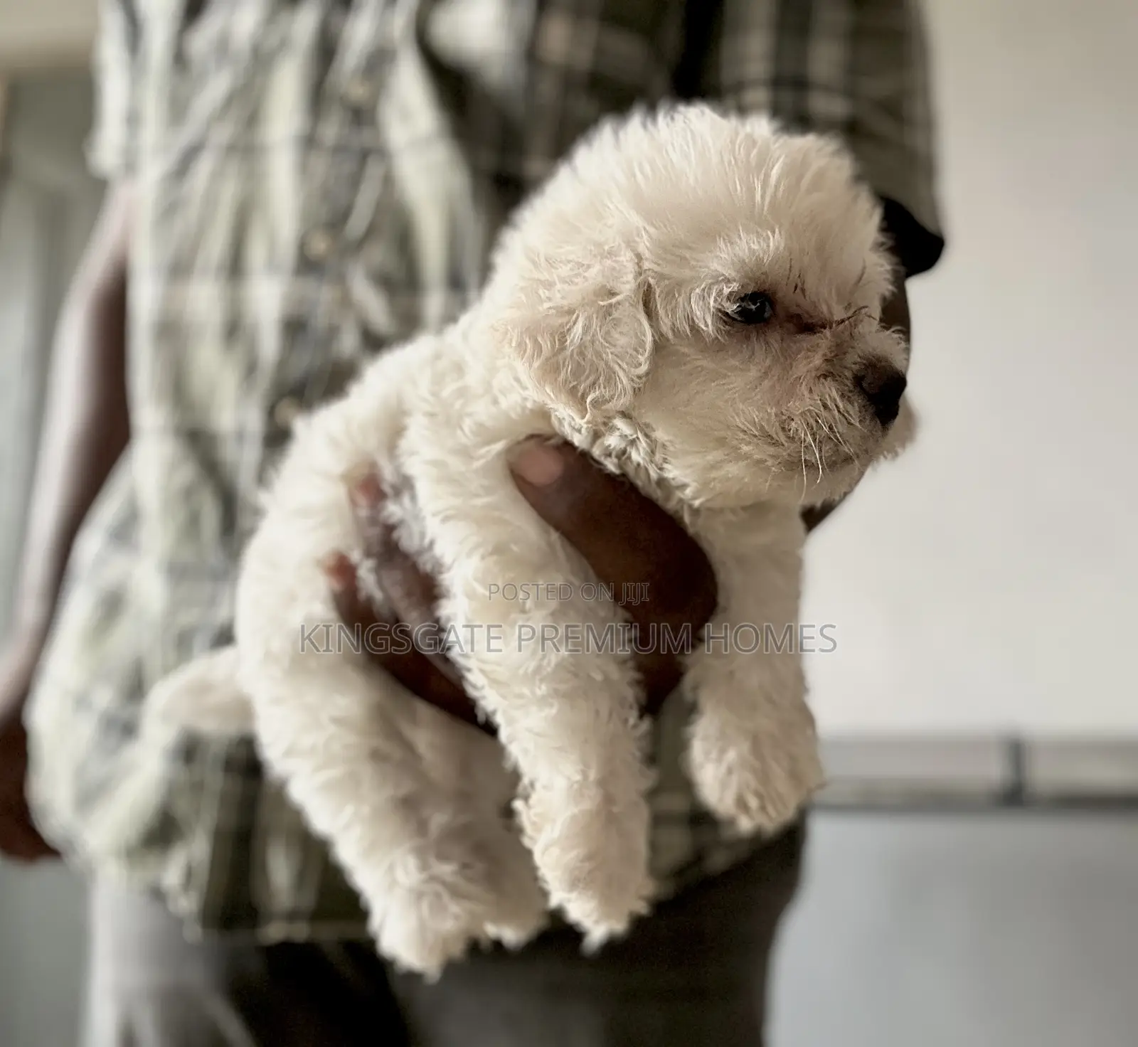 0-1 month Female Purebred Maltese