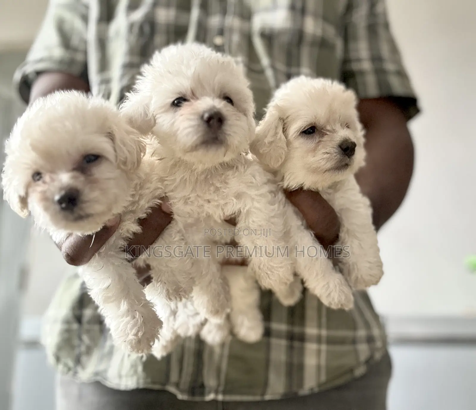 0-1 month Female Purebred Maltese