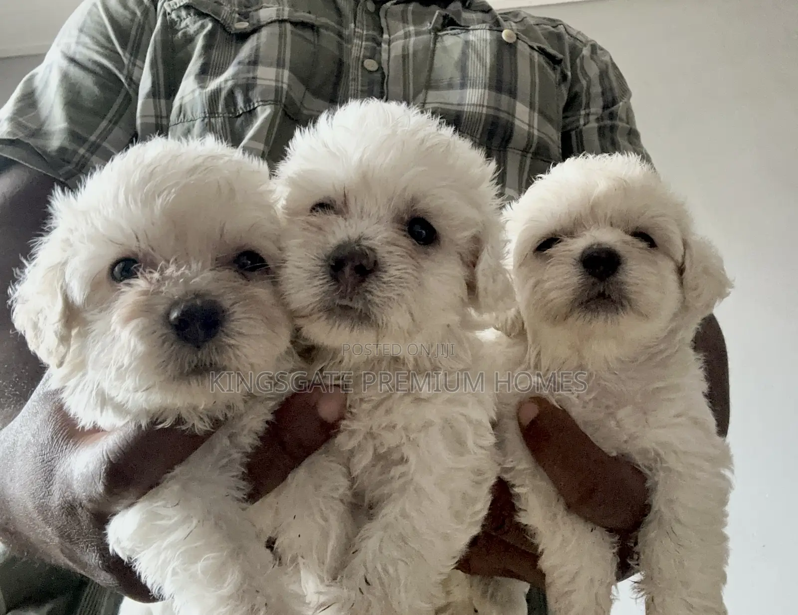 0-1 month Female Purebred Maltese