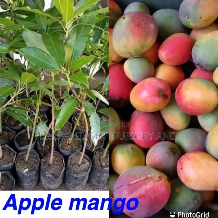 Grafted Mango
