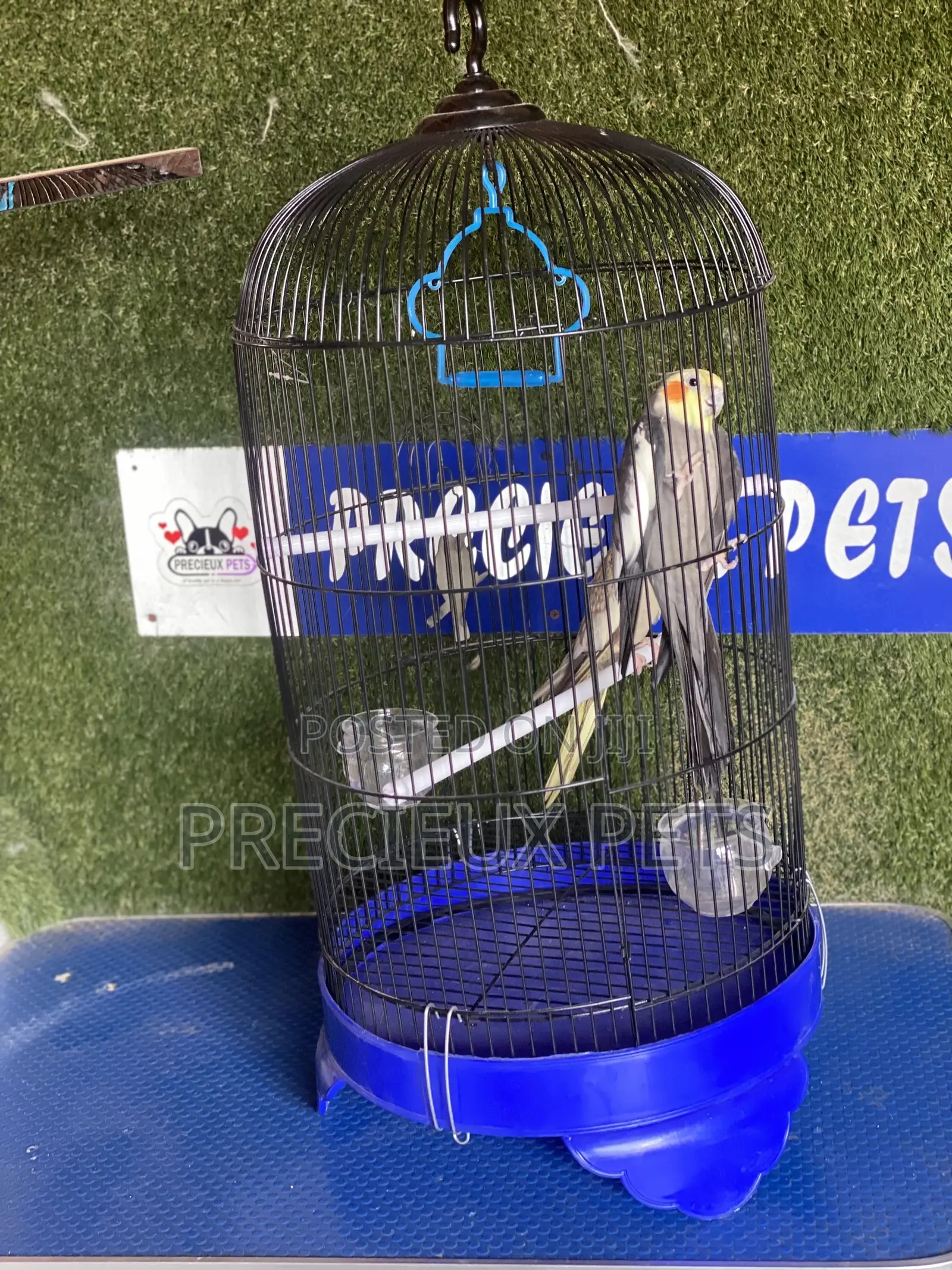Cockatiel Parakeets Cage Tag 0001