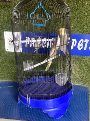 Cockatiel Parakeets Cage Tag 0001