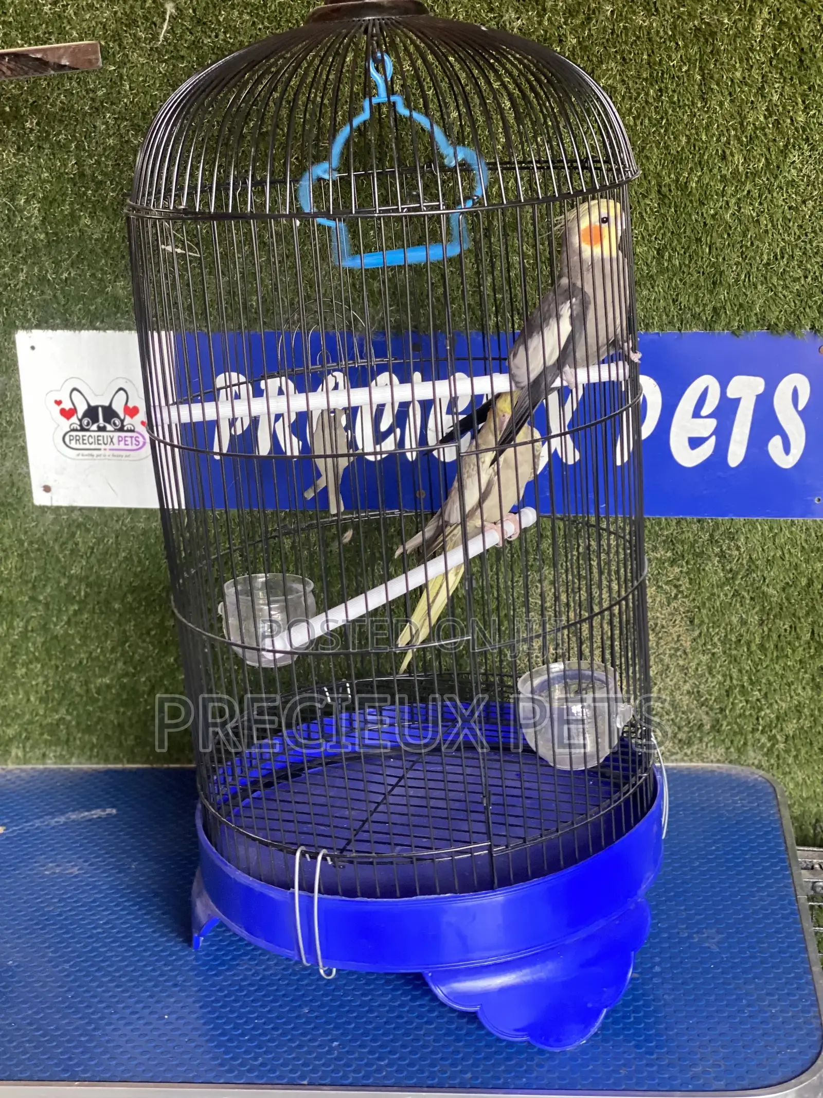 Cockatiel Parakeets Cage Tag 0001