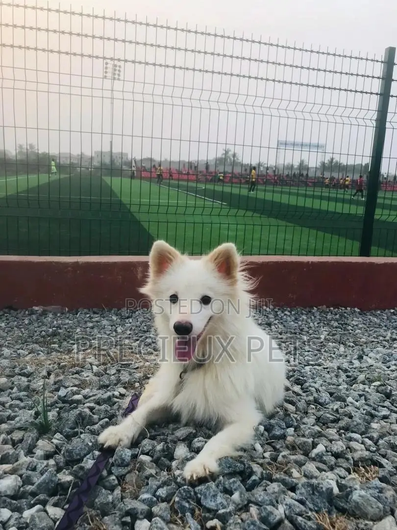 6-12 months Male Purebred Japanese Spitz