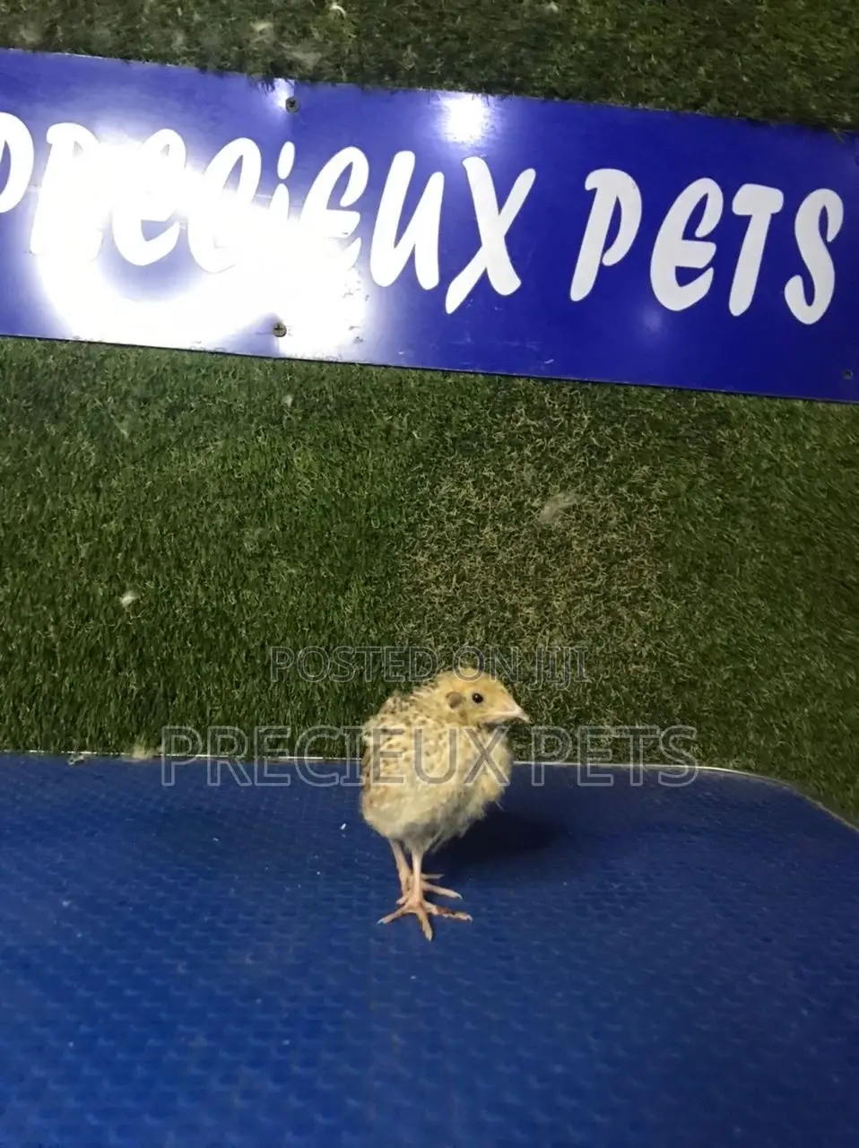 2 Weeks Old Quail Chicks