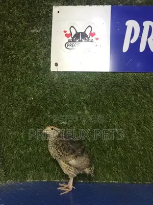 2 Weeks Old Quail Chicks