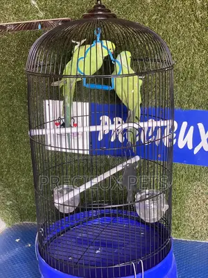 Ringneck Parrot Cage Tag 0001