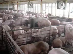 House of Gold Piggery,