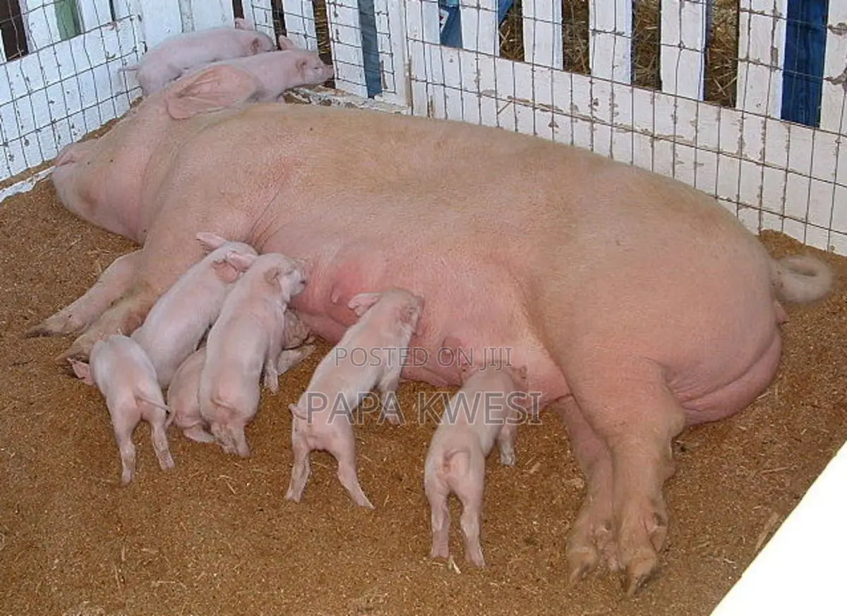 House of Gold Piggery,